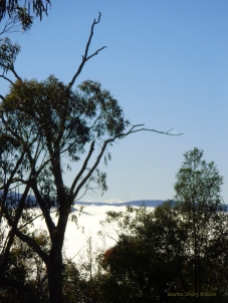 Canberra Mist 6