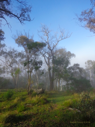 Canberra Mist 7